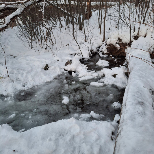 2026-01-01 (Vue Grenouille)